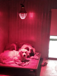 Chauffages des boxs chiens